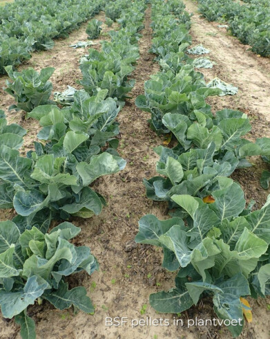 20230628 BLK_IN02 BSF pellets plantvoet