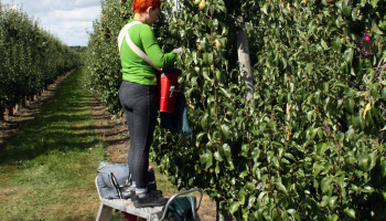Flexi-jobs binnenkort ook mogelijk in de landbouw?