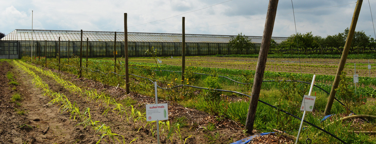Suikermais en Serre