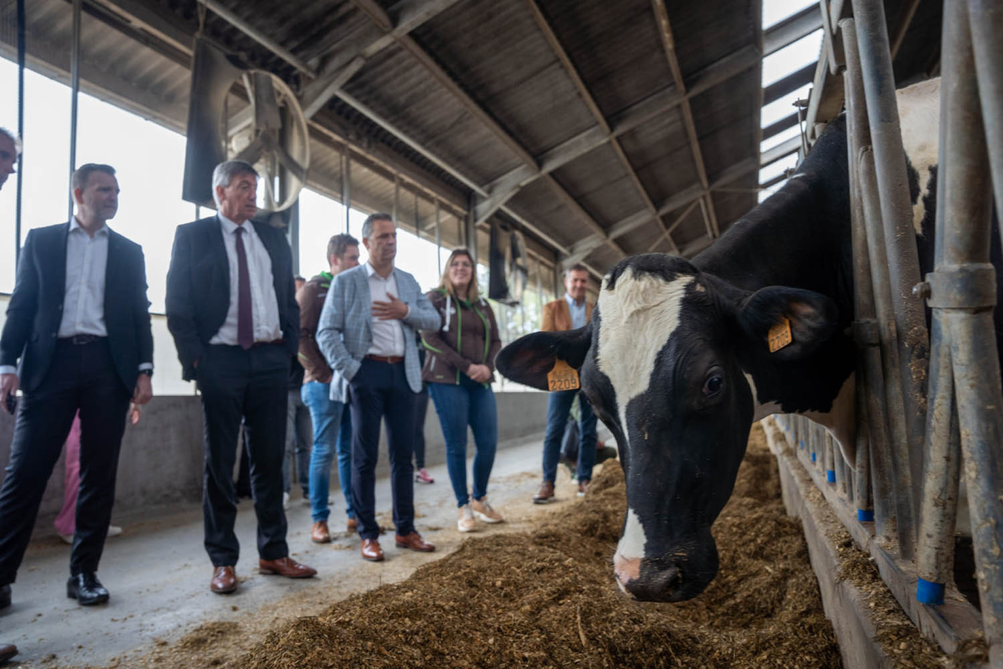 Jambon op melkveebedrijf in Essen