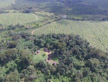 "Socfin heeft zich nooit schuldig gemaakt aan landroof"