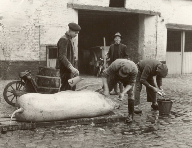 Thuisslacht van een varken op de binnenplaats van een boerderij, ca. 1950-1959. Collectie KADOC-KU Leuven, Beeldarchief Boerenbond jpg
