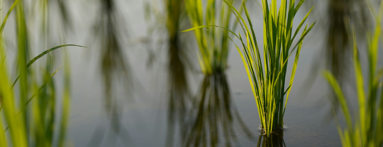 rijst gewas _unsplash