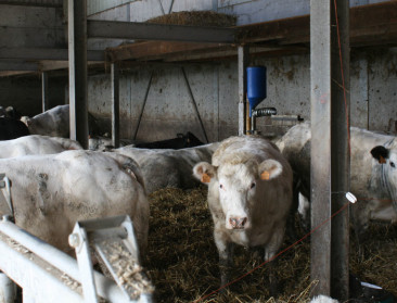 ILVO wil met AI bijdragen aan professionalisering van de vleesveehouderij