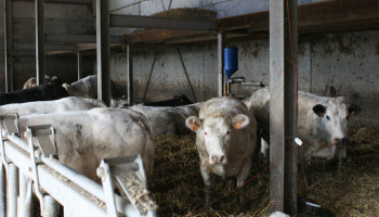 ILVO wil met AI bijdragen aan professionalisering van de vleesveehouderij