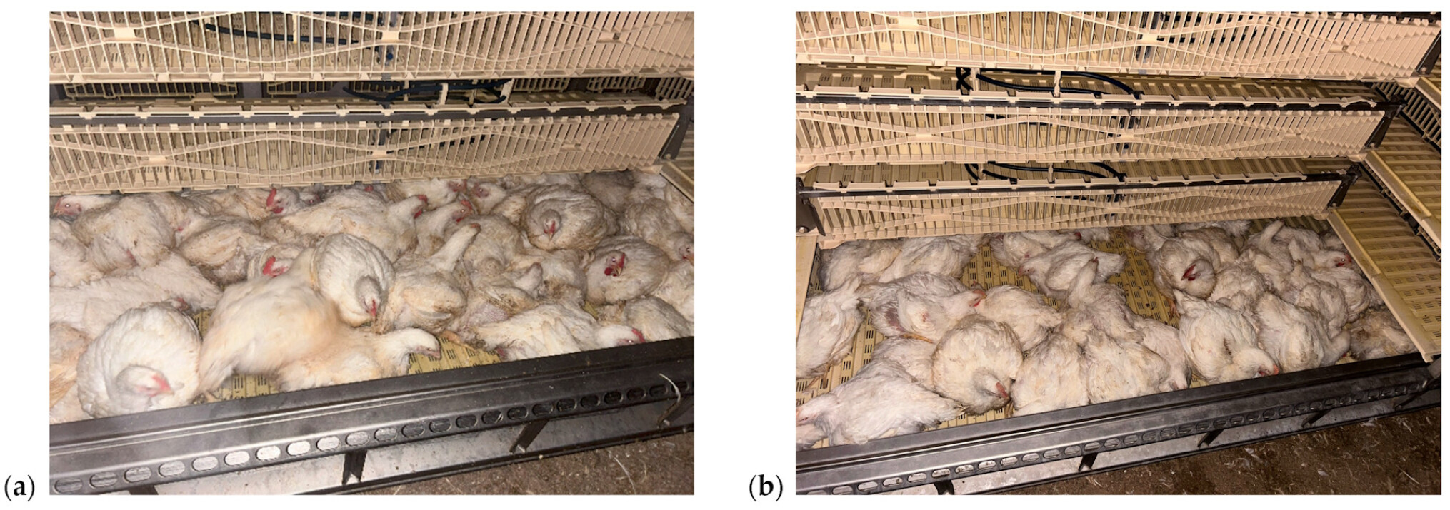 studie kippentransport