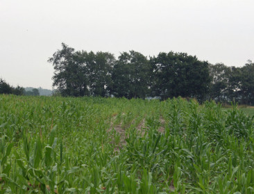 Lonen slimme irrigatietechnieken bij de teelt van maïs?