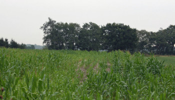 Lonen slimme irrigatietechnieken bij de teelt van maïs?