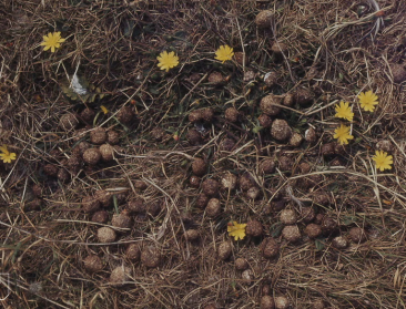 Mest van plantenetende dieren van cruciaal belang voor natuurlijke ecosystemen