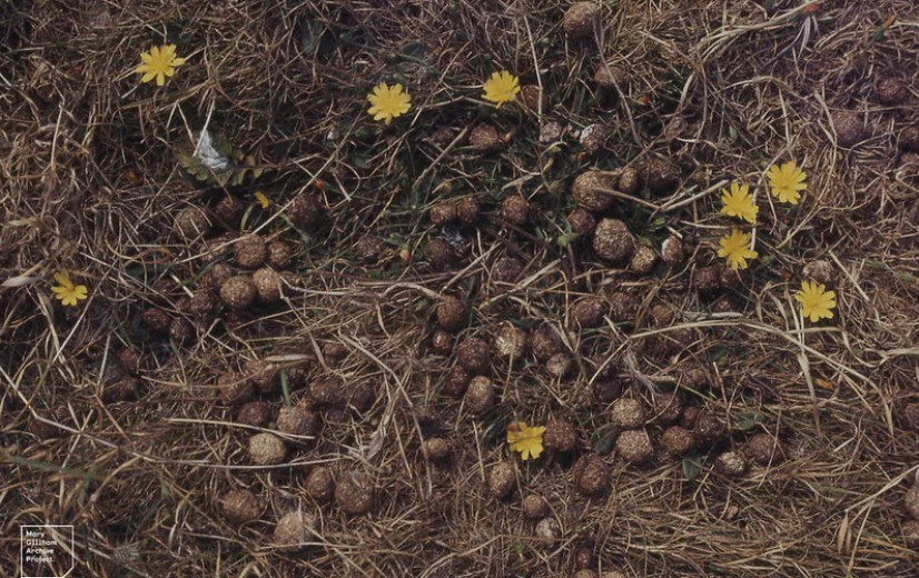 Mest van plantenetende dieren van cruciaal belang voor natuurlijke ecosystemen