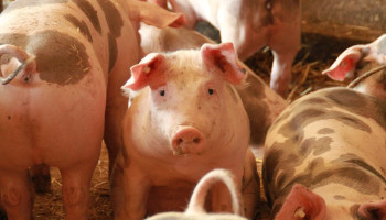 Productie in varkenssector daalt met 9 procent