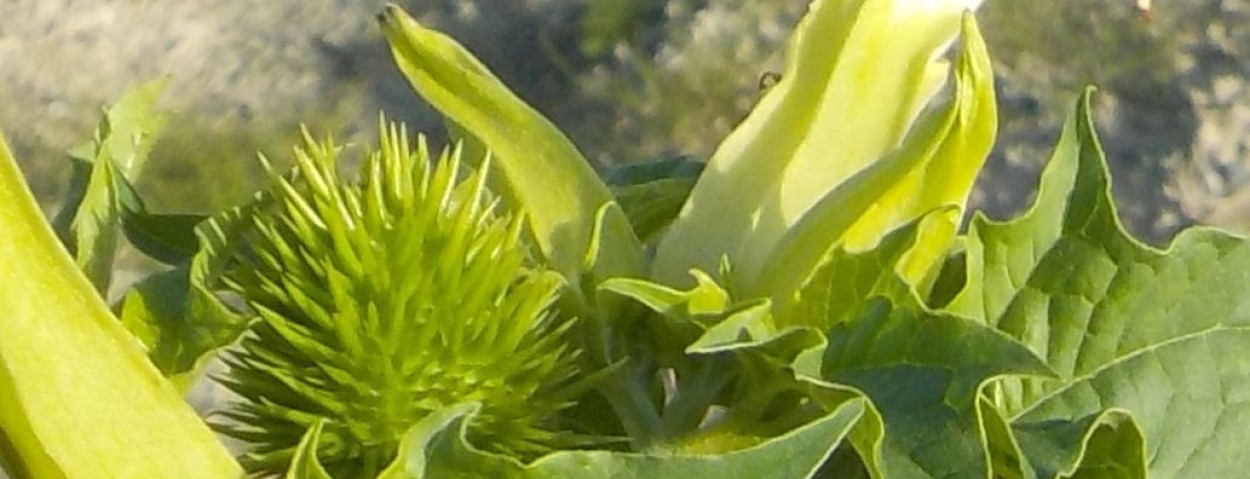 doornappel doos en bloem inagro
