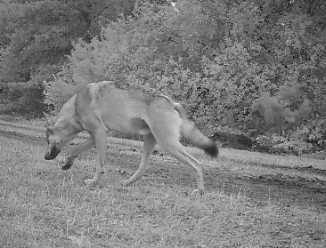 Mannelijke wolf voegt zich bij wolvin Emma: “Bescherm je kleinvee”