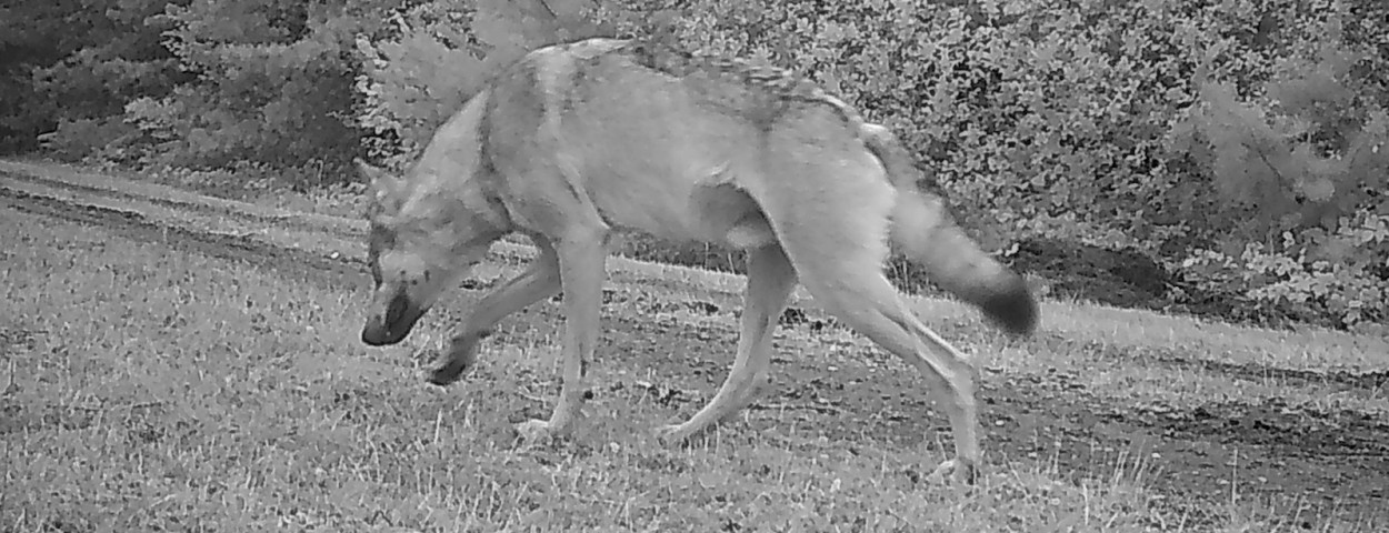 wolf anb inbo