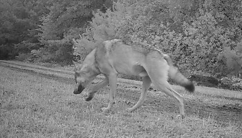 Mannelijke wolf voegt zich bij wolvin Emma: “Bescherm je kleinvee”