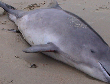 Verbod op warrelnetten is goedgekeurd