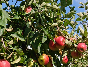 Nieuwe appelvariëteit Ducasse is trots van Waalse fruittelers