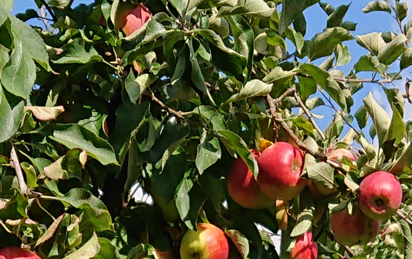 Nieuwe appelvariëteit Ducasse is trots van Waalse fruittelers