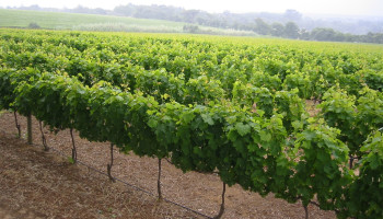 Klimaatopwarming bedreigt helft van wijngebieden