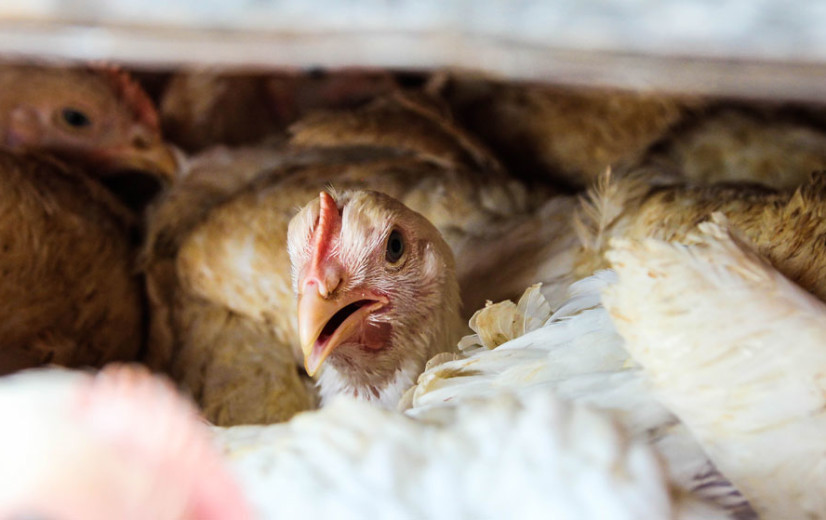 Vogelgriep grijpt snel om zich heen in Poolse pluimveesector