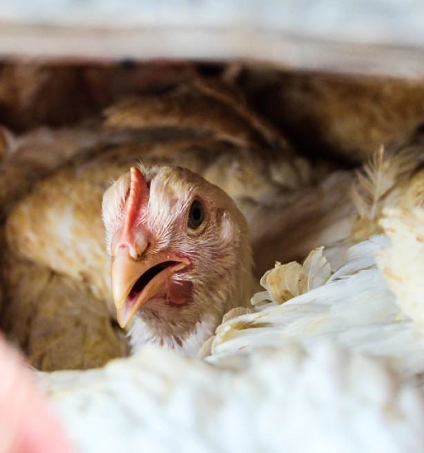 Oost-Europese pluimveeproductie baart Vlaamse producenten zorgen, maar grondstofprijzen nog meer