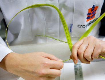 CropDesign Zwijnaarde sluit de deuren