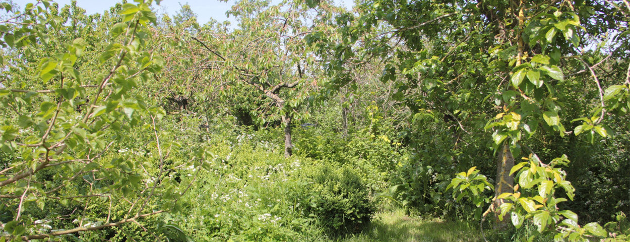 voedselbos_Agroforestry Vlaanderen