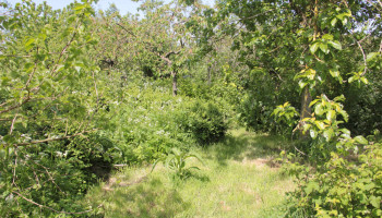 Inschrijvingen aanplantsubsidie boslandbouw geopend