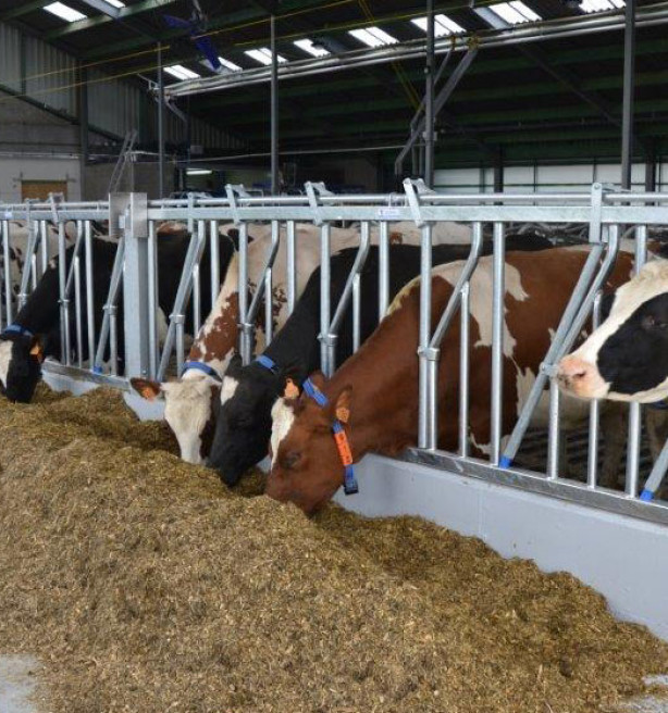 Stikstofuitstoot van veehouderij daalt verder: 12 procent minder dan in 2015