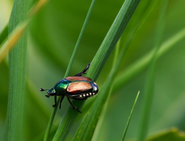 Duitsland zet zich schrap voor Japanse kever