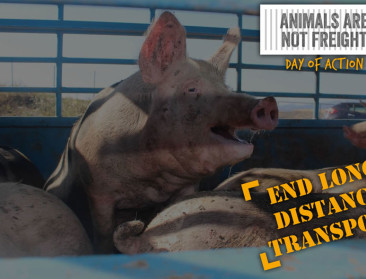 Parlementairen vragen strenger toezicht op veetransport