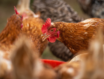 Nederlandse landbouworganisaties dreigen met rechtszaak tegen afroming productierechten