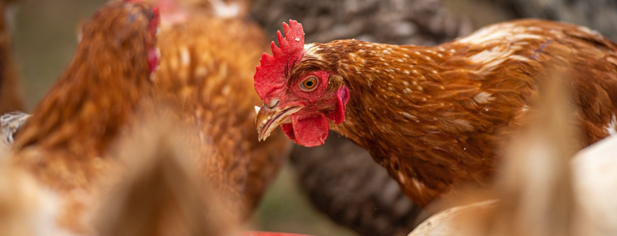 pluimveeophokplichtvogelgriep