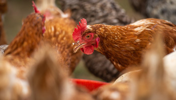 Nederlandse landbouworganisaties dreigen met rechtszaak tegen afroming productierechten