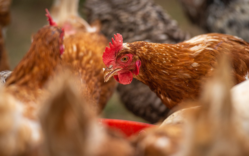 België voert afschermplicht in voor pluimvee