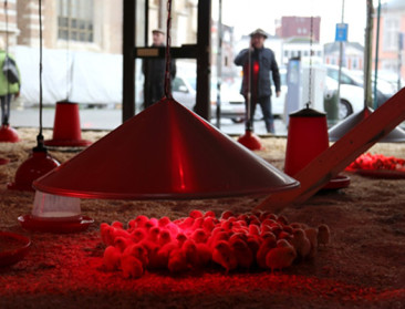 Onthulling van kip voor geïntegreerde gewasbescherming