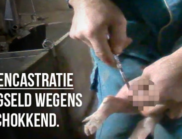 Biggencastratiespot van GAIA grijpt naar de ... keel