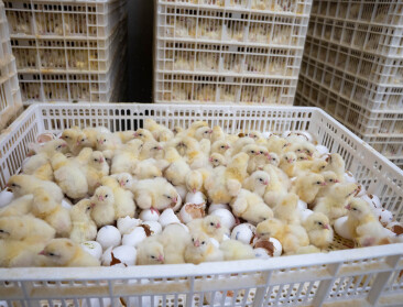 Europa werkt aan verbod op doden eendagshaantjes