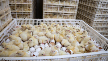 Europa werkt aan verbod op doden eendagshaantjes