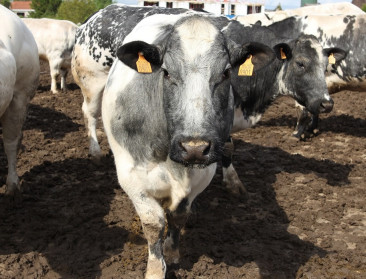 Rundertuberculose vastgesteld in Oost-Vlaanderen