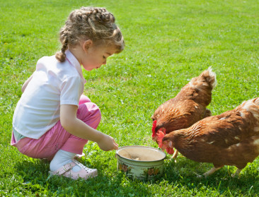 Betere sensibilisering voor particulieren is nodig tegen uitbraken en verspreiding van het vogelgriepvirus