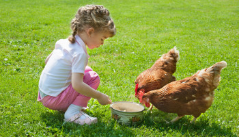 Betere sensibilisering voor particulieren is nodig tegen uitbraken en verspreiding van het vogelgriepvirus
