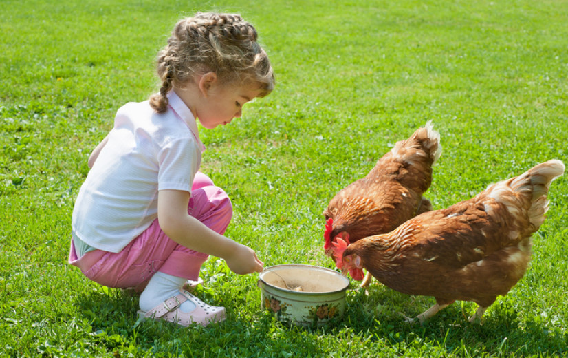 Betere sensibilisering voor particulieren is nodig tegen uitbraken en verspreiding van het vogelgriepvirus