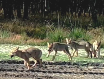 Welkom Wolf verwacht na ‘rustig wolvenjaar’ opnieuw welpjes in 2025