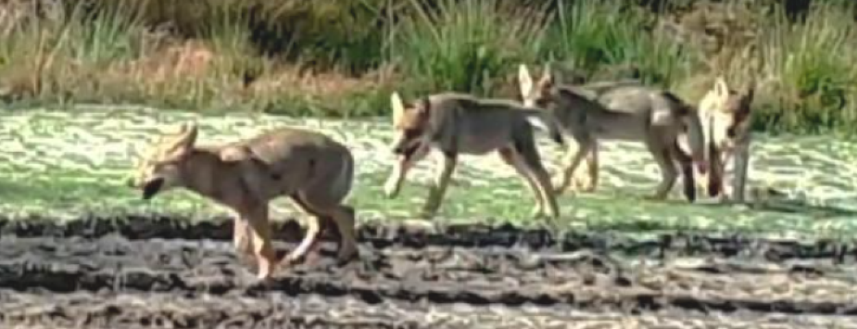Wolven_Welpjes_Wolf_INBO2