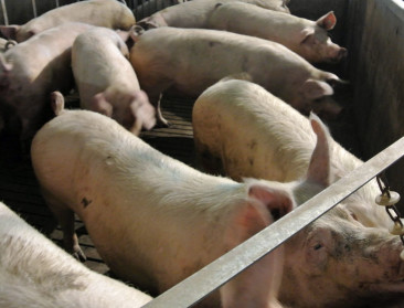 Rusland wil varkensstapel uitbreiden met 50%