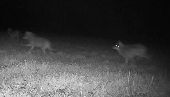 VIDEO. Zeven wolven in Limburg: Loos pleit voor snelheidsbeperking om aanrijding te voorkomen