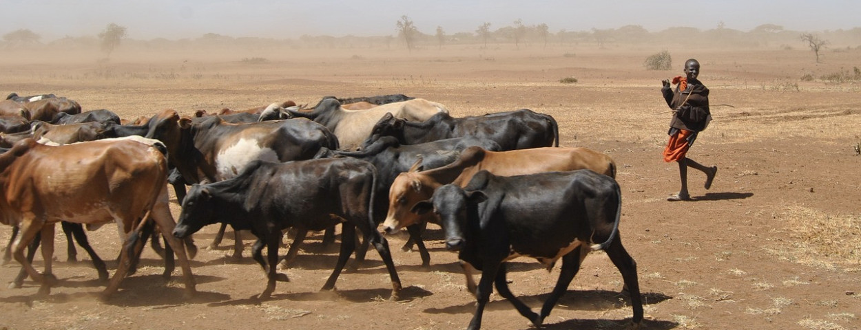 vee afrika droogte