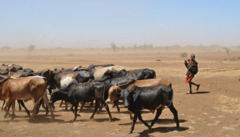 Afrika: " Zie ons niet langer als klimaatslachtoffer maar wel als belangrijke speler in de groene transitie"
