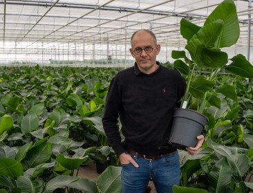 Kamerplantteler uit Wommelgem genomineerd voor internationale 'Grower of the Year'-prijs